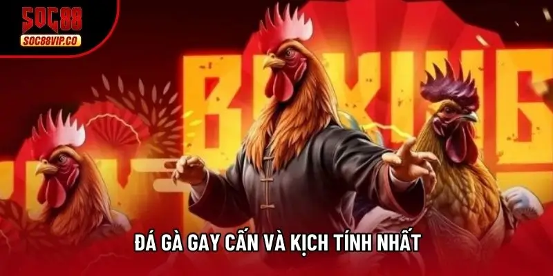 Đá gà gay cấn và kịch tính nhất